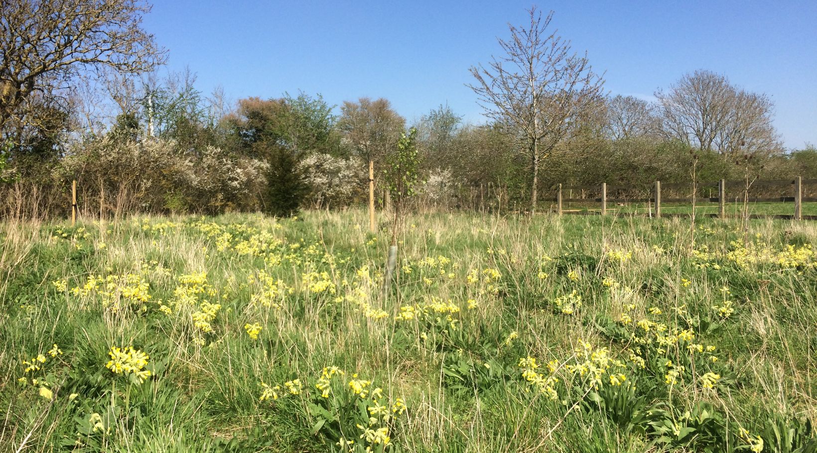Green Woodland Burial Site Oxfordshire Wiltshire Westmill Woodland